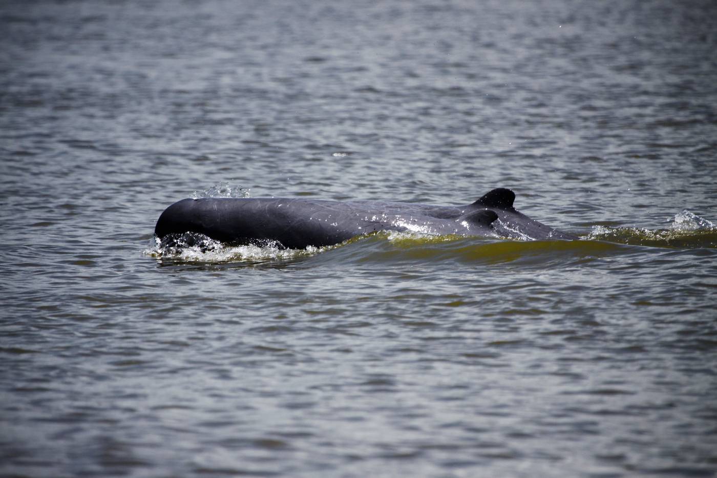 Irrawady dolphins
