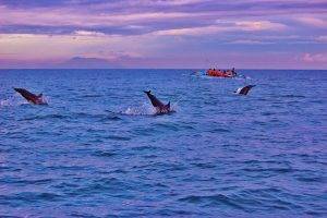 Dolphin watching, Lovina
