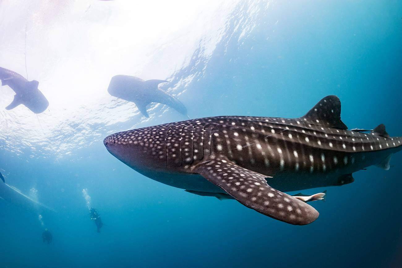 Swimming with the Whale sharks, Kwatisore