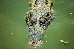 Temburong River, Bruneian Estuarine Crocodile