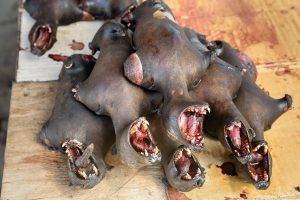 Chargrilled bats, Sulawesi, Indonesia