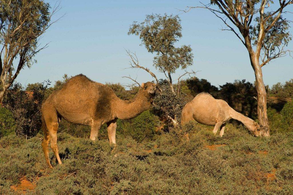  "Camels in the NSW Far West, a reminder of the region's exploration era."