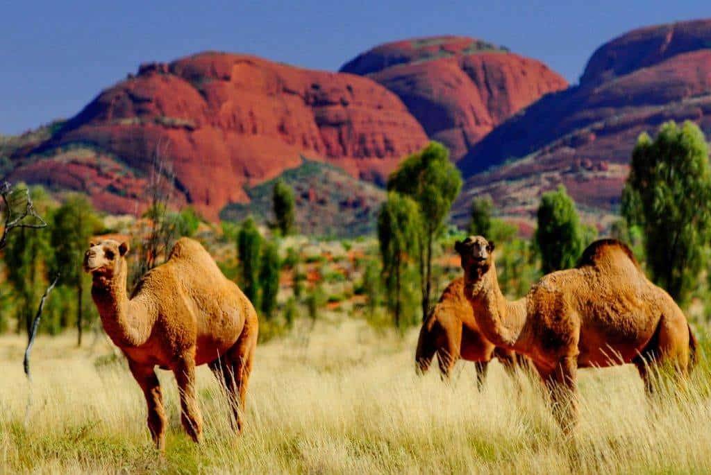 "The diverse and scenic landscapes surrounding Alice Springs."