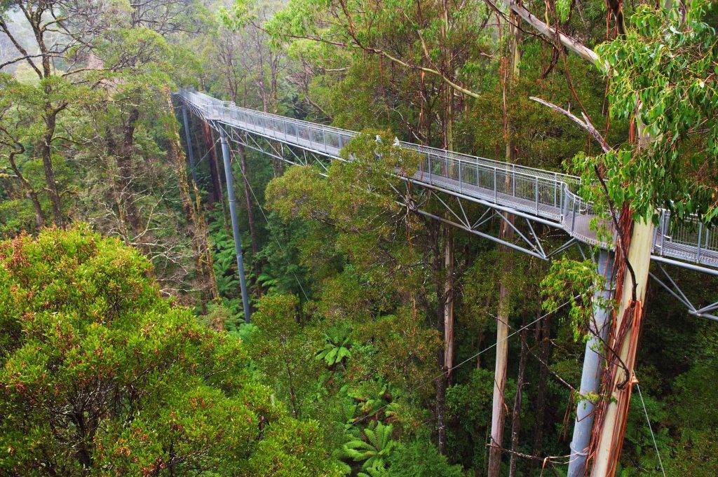  "Lush greenery of the Otway Rainforest, experienced through the Tree Top Walk."