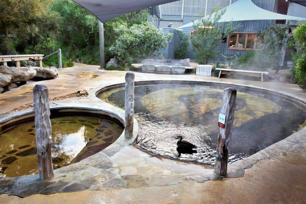 "Relaxing Fingal Hot Springs amidst the natural beauty of Mornington Peninsula."