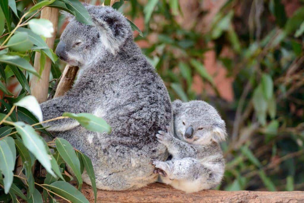 "The serene environment of Lone Pine Koala Sanctuary, the world's oldest and largest koala reserve, a symbol of Brisbane."