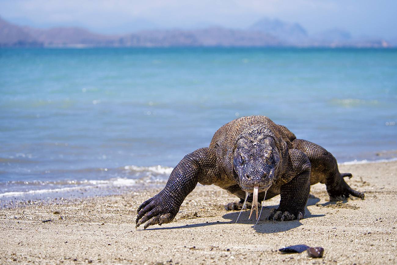 KOMODO NATIONAL PARK