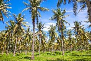 A coconut plantation near Senggigi