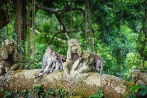 Monkey Forest, Ubud