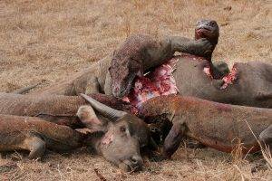 A bunch of dragons feasting on their prey