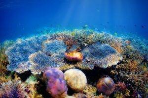 Maumere, Pulau Besar diving spot