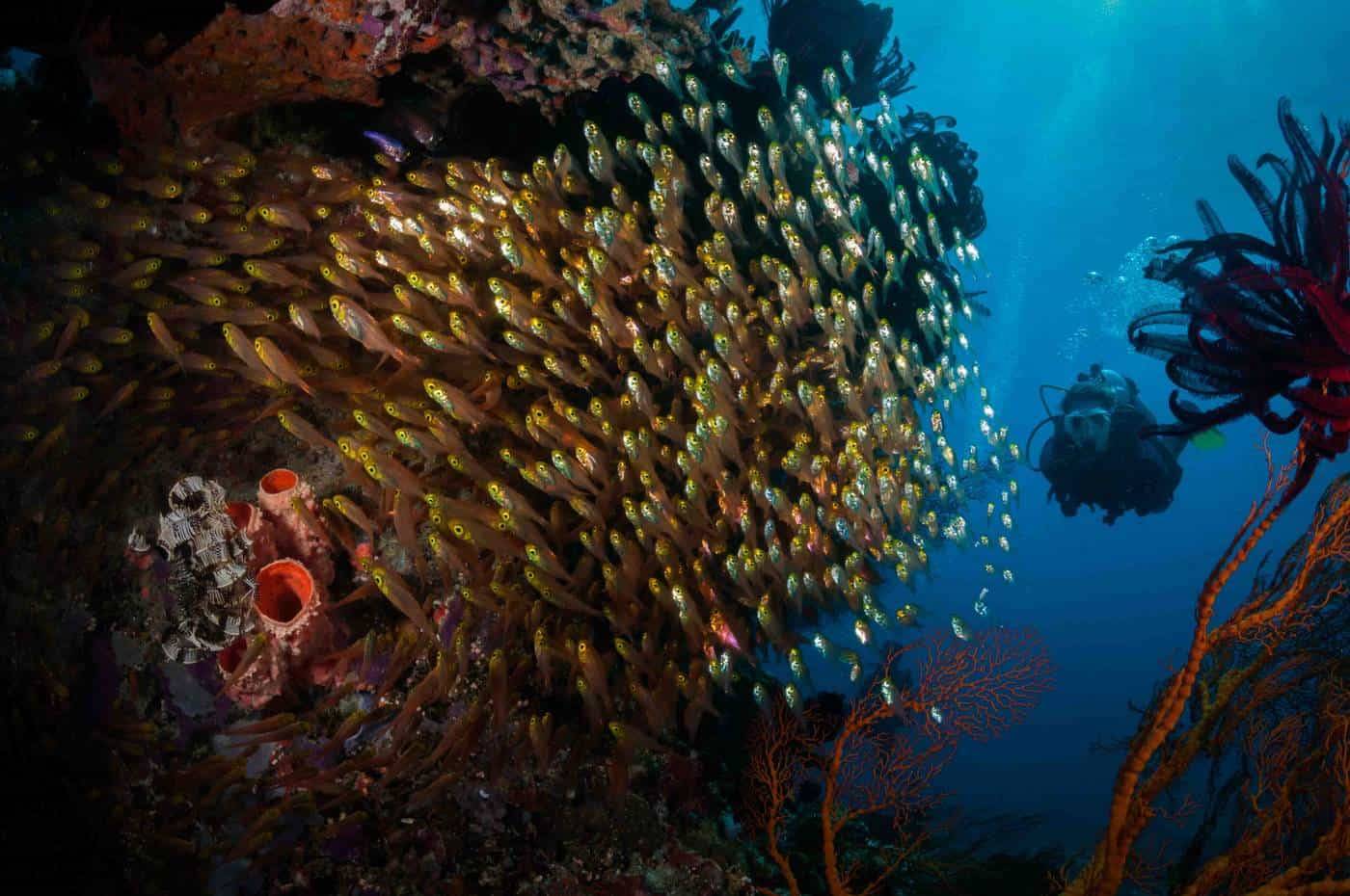 BUNAKEN MARINE PARK (AT THE HEART OF THE CORAL TRIANGLE)