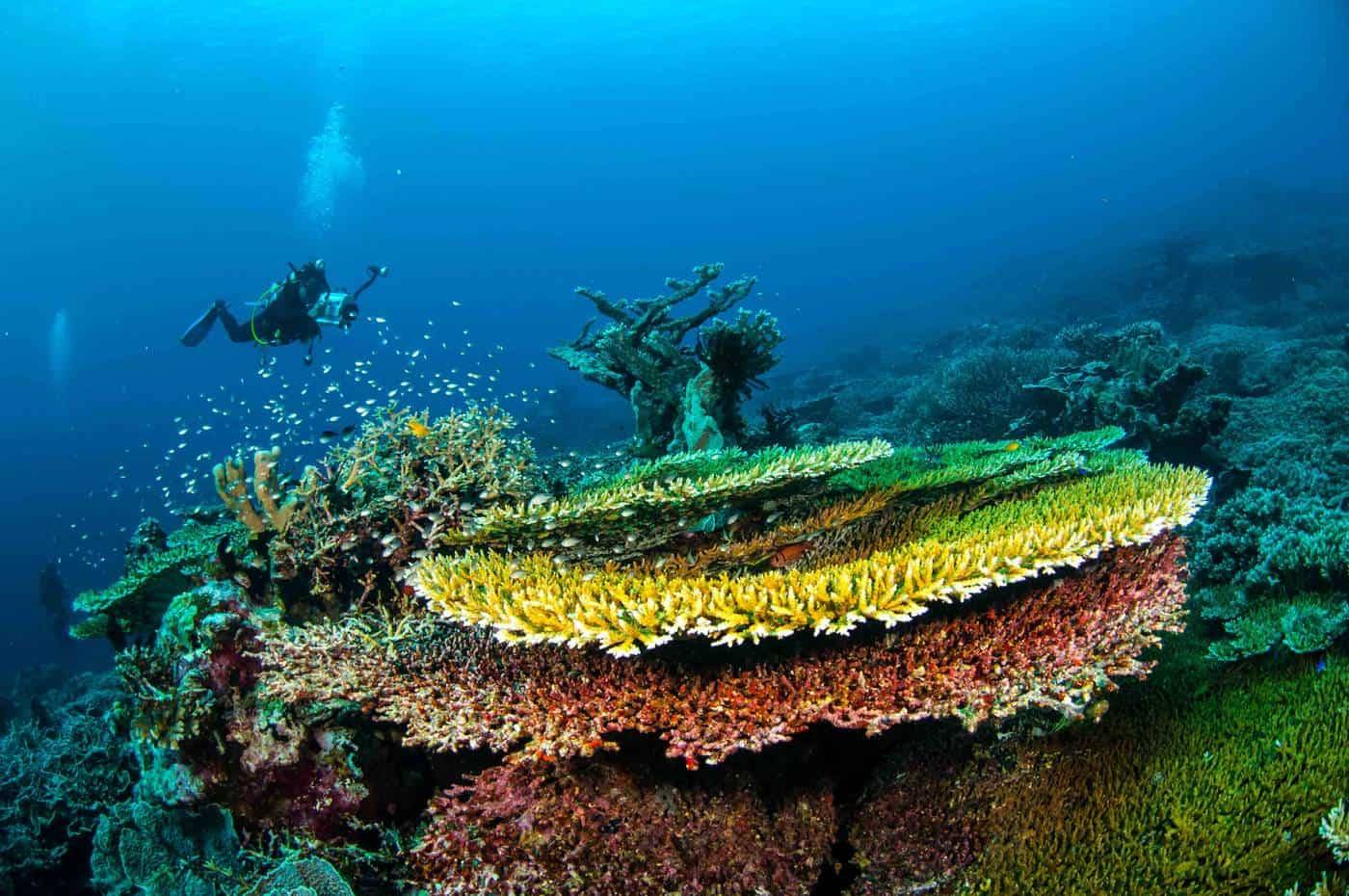 MALUKU TOP 5 DIVING LOCATIONS